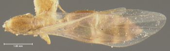Media type: image; Entomology 22604   Aspect: habitus dorsal view
